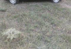 Легковые-Dacia-Logan