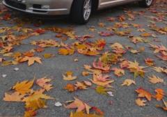 Легковые-Toyota-Avensis